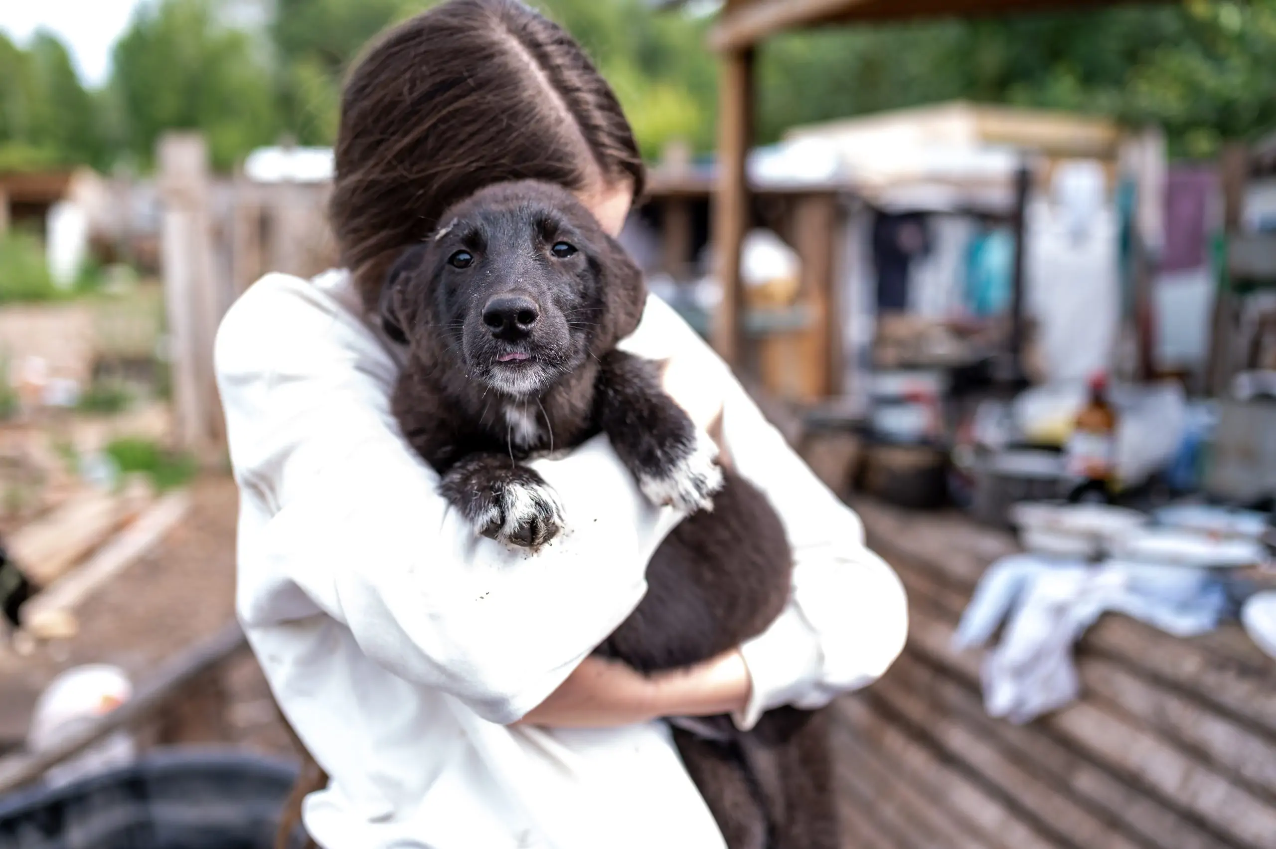 Pension canine - 40€j