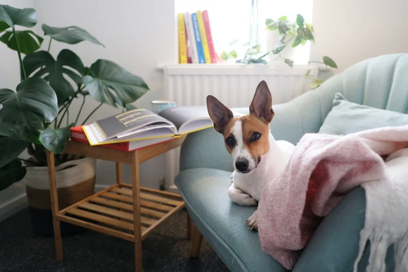 Pension familiale pour les animaux